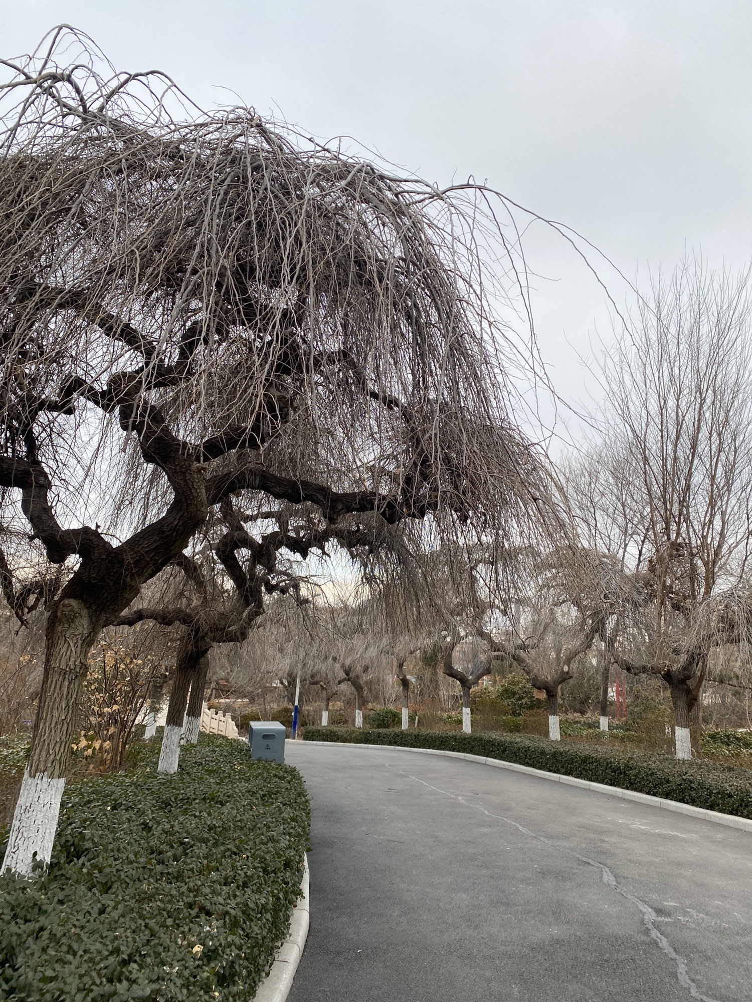 胶州公园旅行图片 1