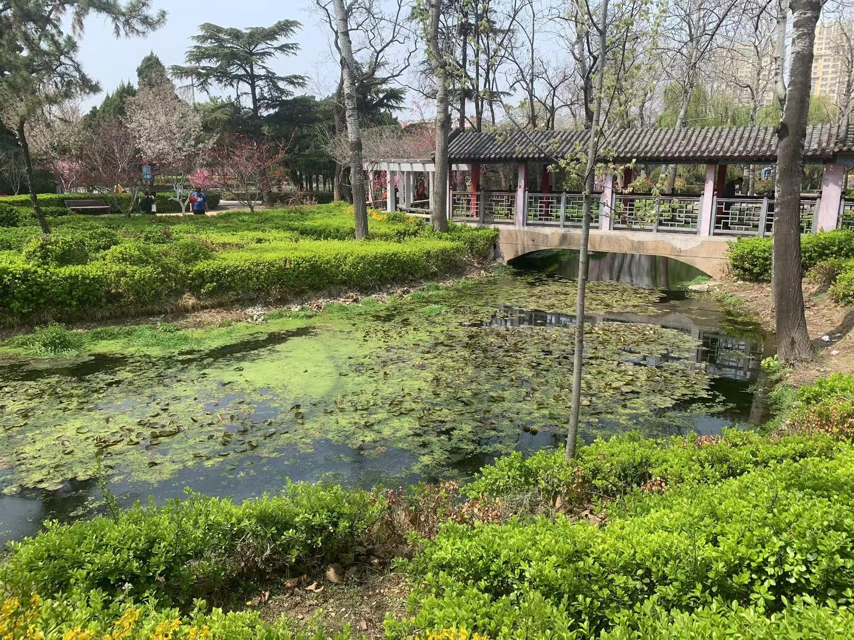 青岛沧口公园旅行图片 2