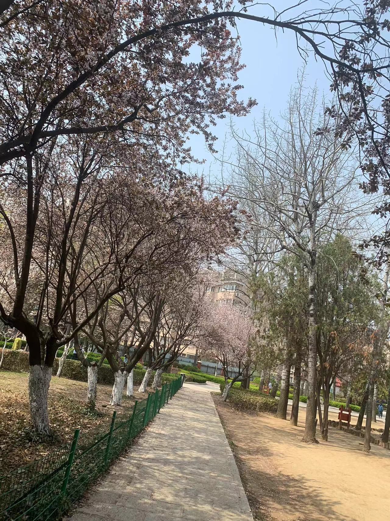 青岛沧口公园旅行图片 3