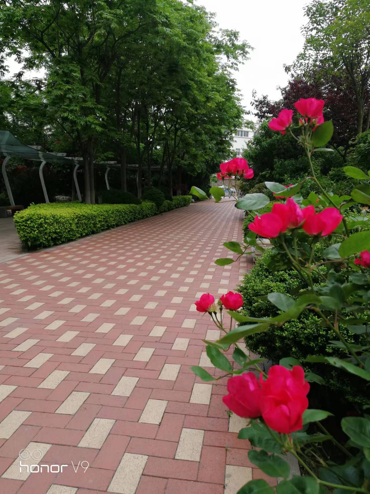 青岛沧口公园旅行图片 1