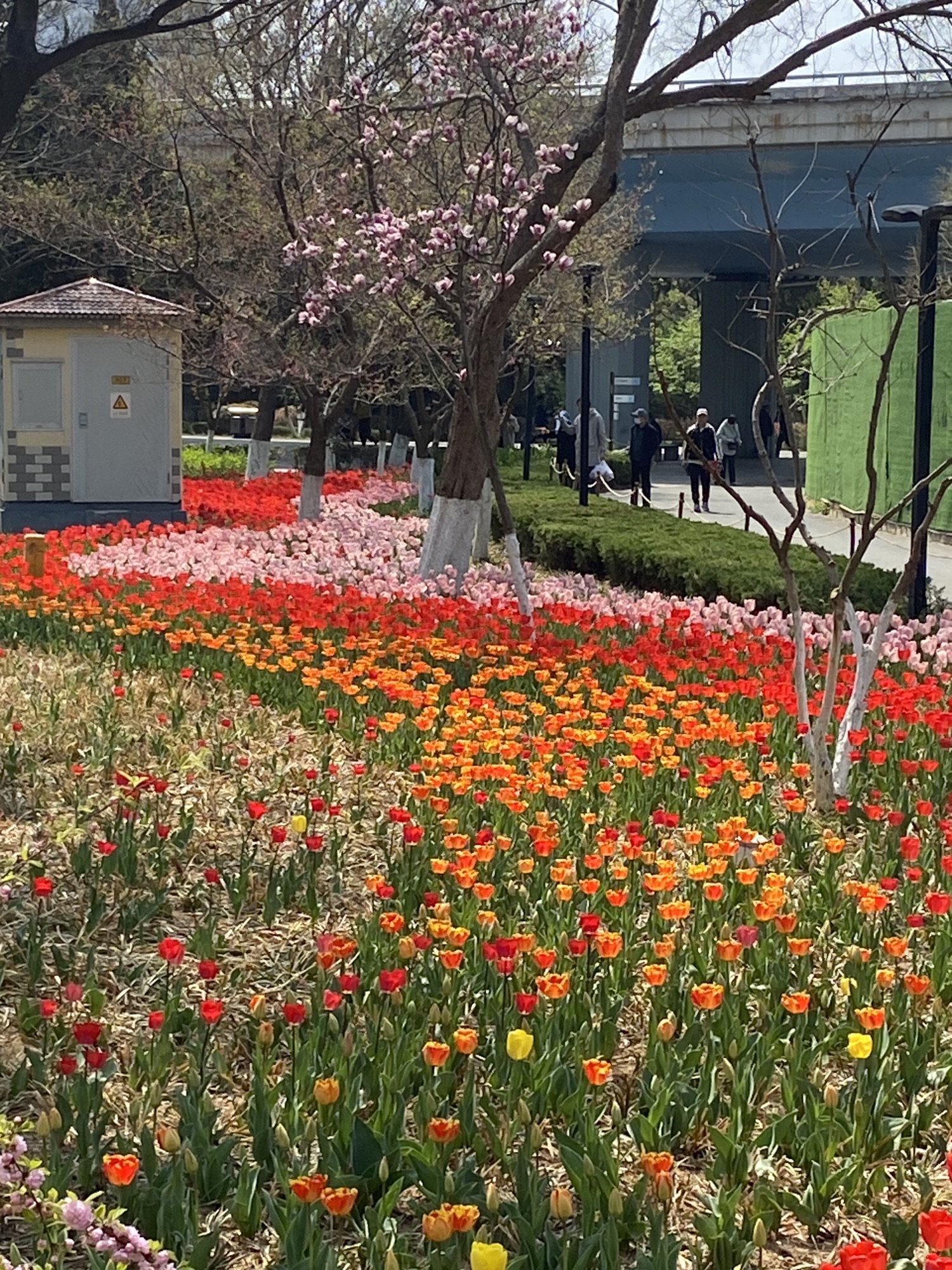 青岛市海泊河公园旅行图片 1