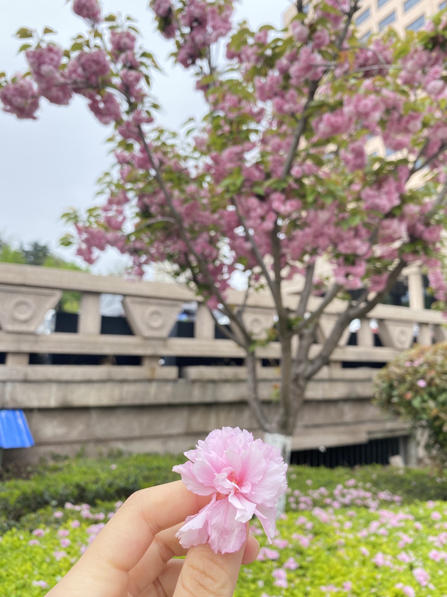 南山公园旅行图片 2