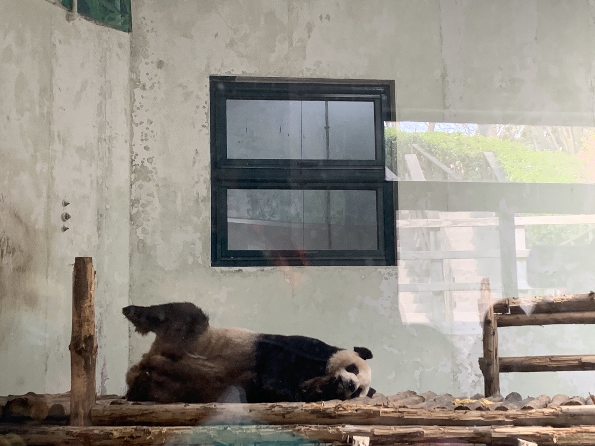 青岛动物园旅行图片 2