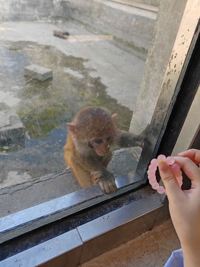 青岛动物园旅行图片 3