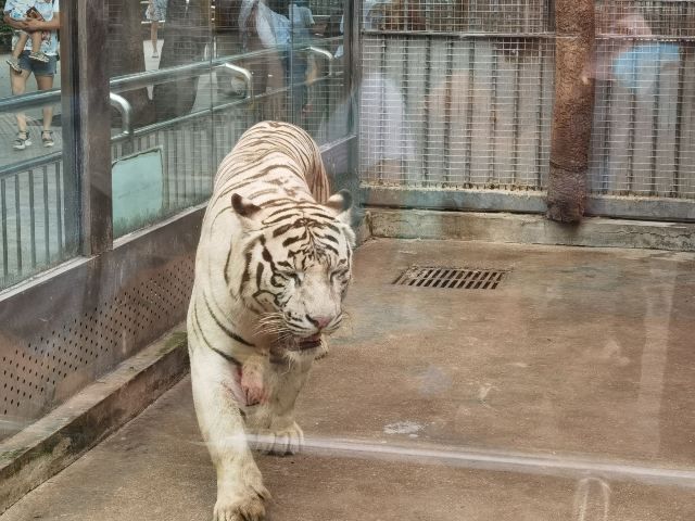 青岛动物园旅行图片 2