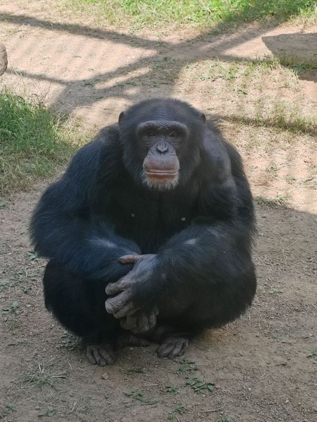 青岛动物园旅行图片 1