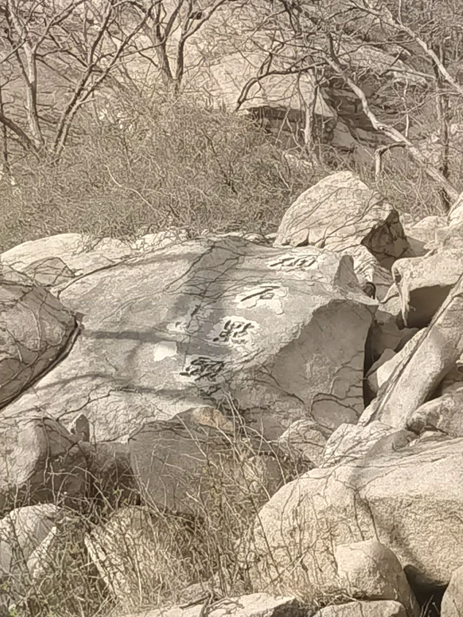 青岛珠山国家森林公园旅行图片