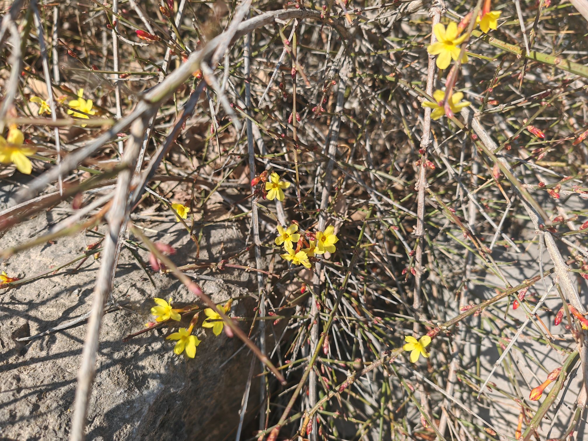 马山公园旅行图片 1