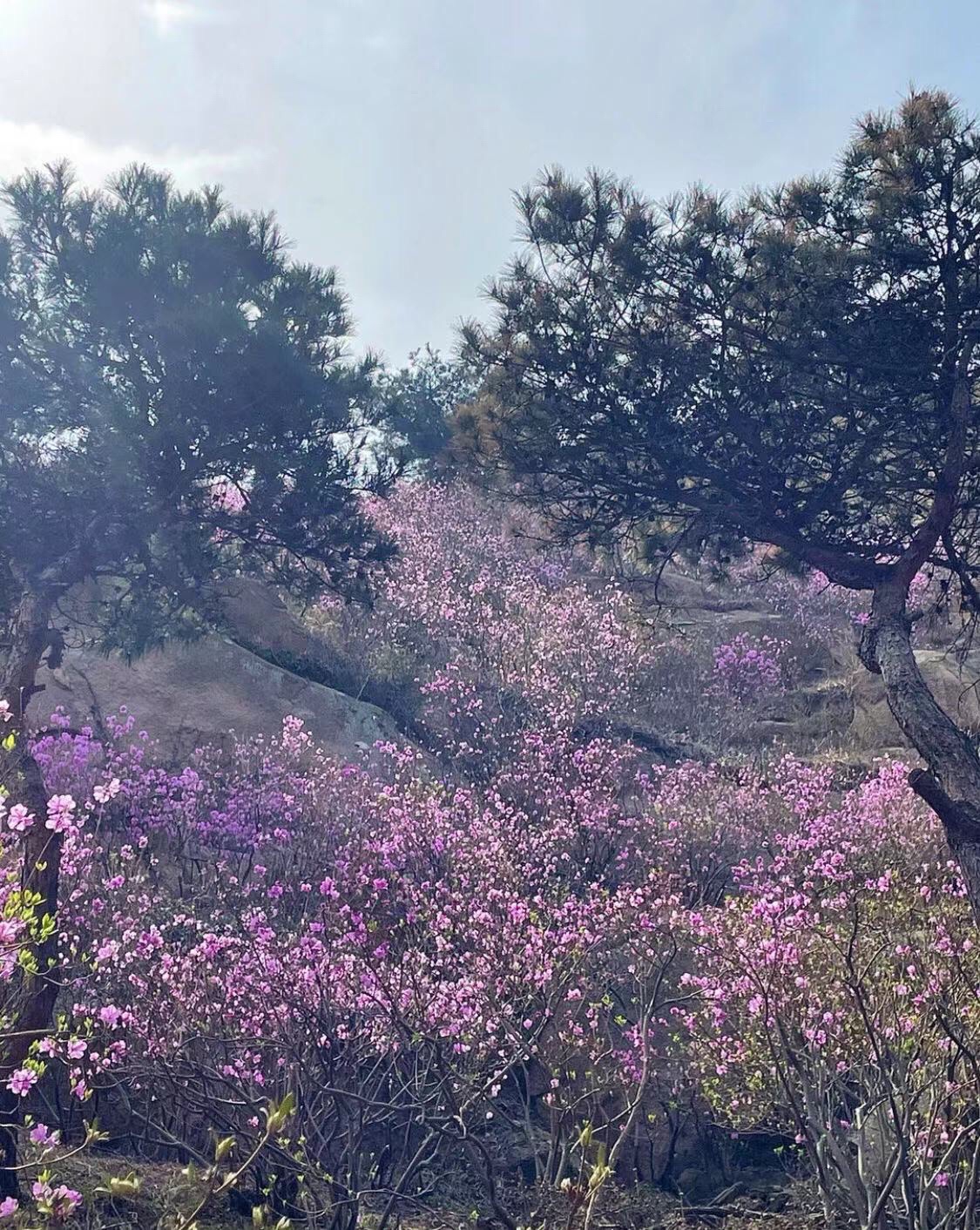 青岛大珠山景区旅行图片
