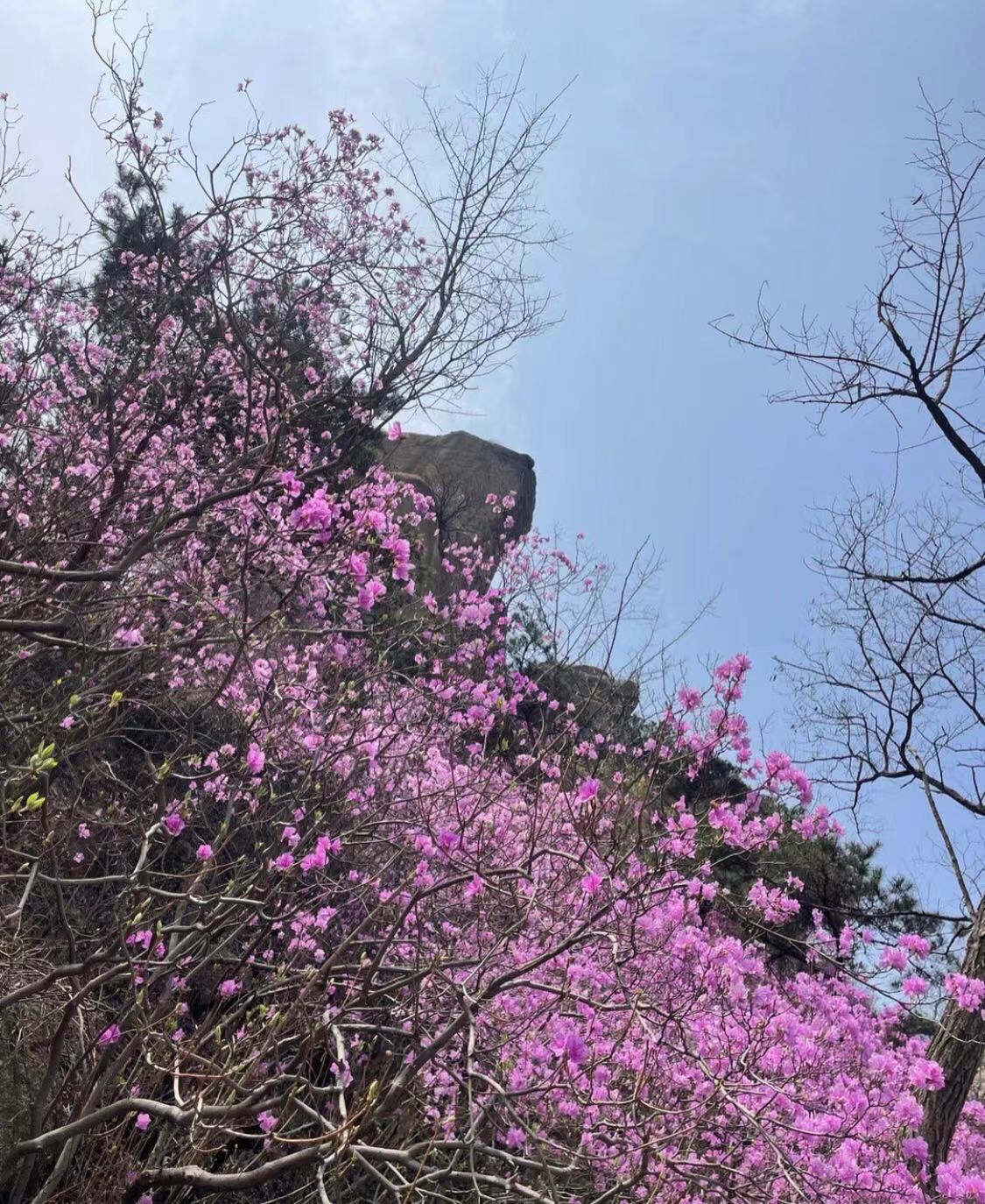 青岛大珠山景区旅行图片 2