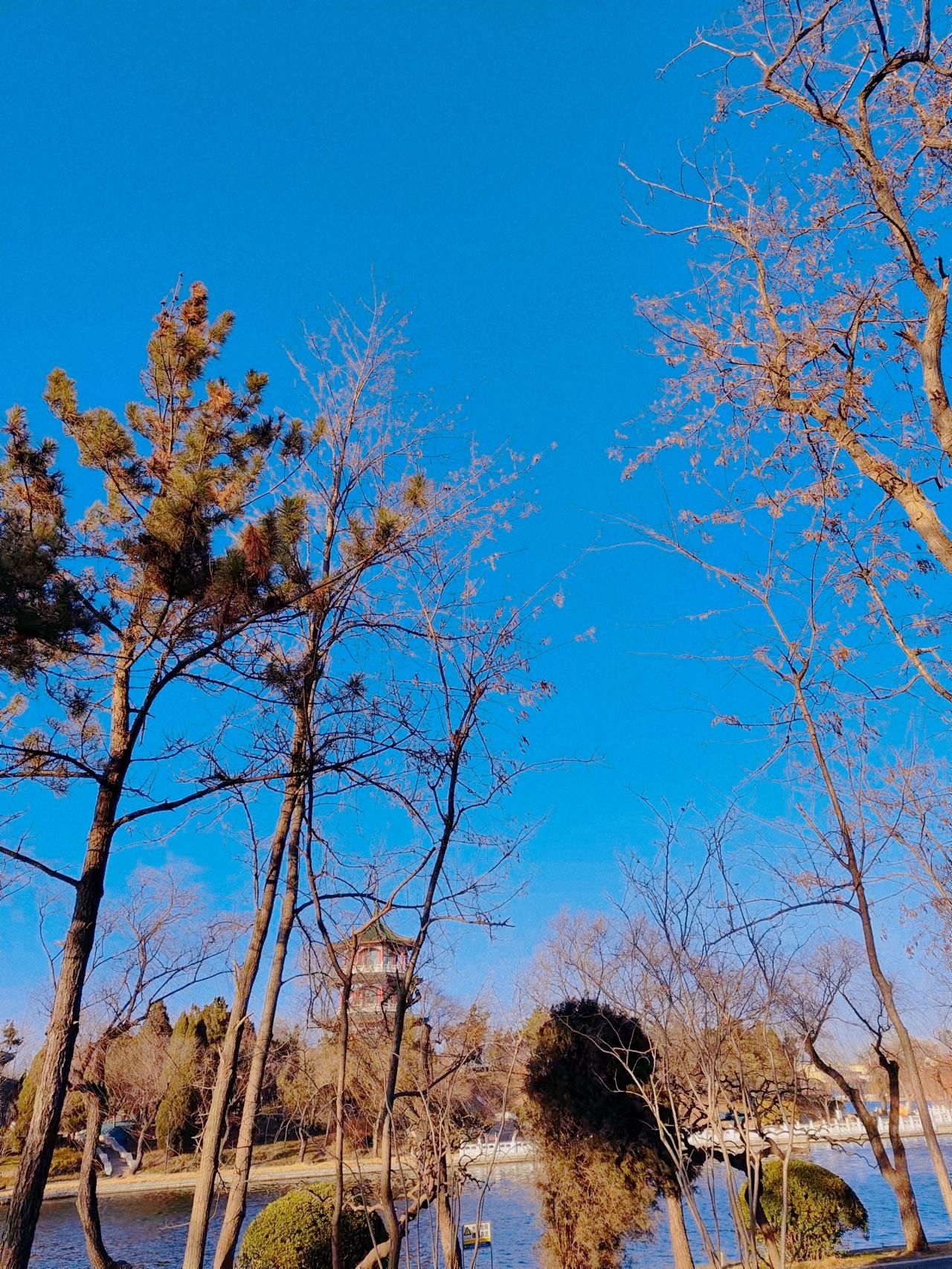 莱西月湖公园旅行图片 1