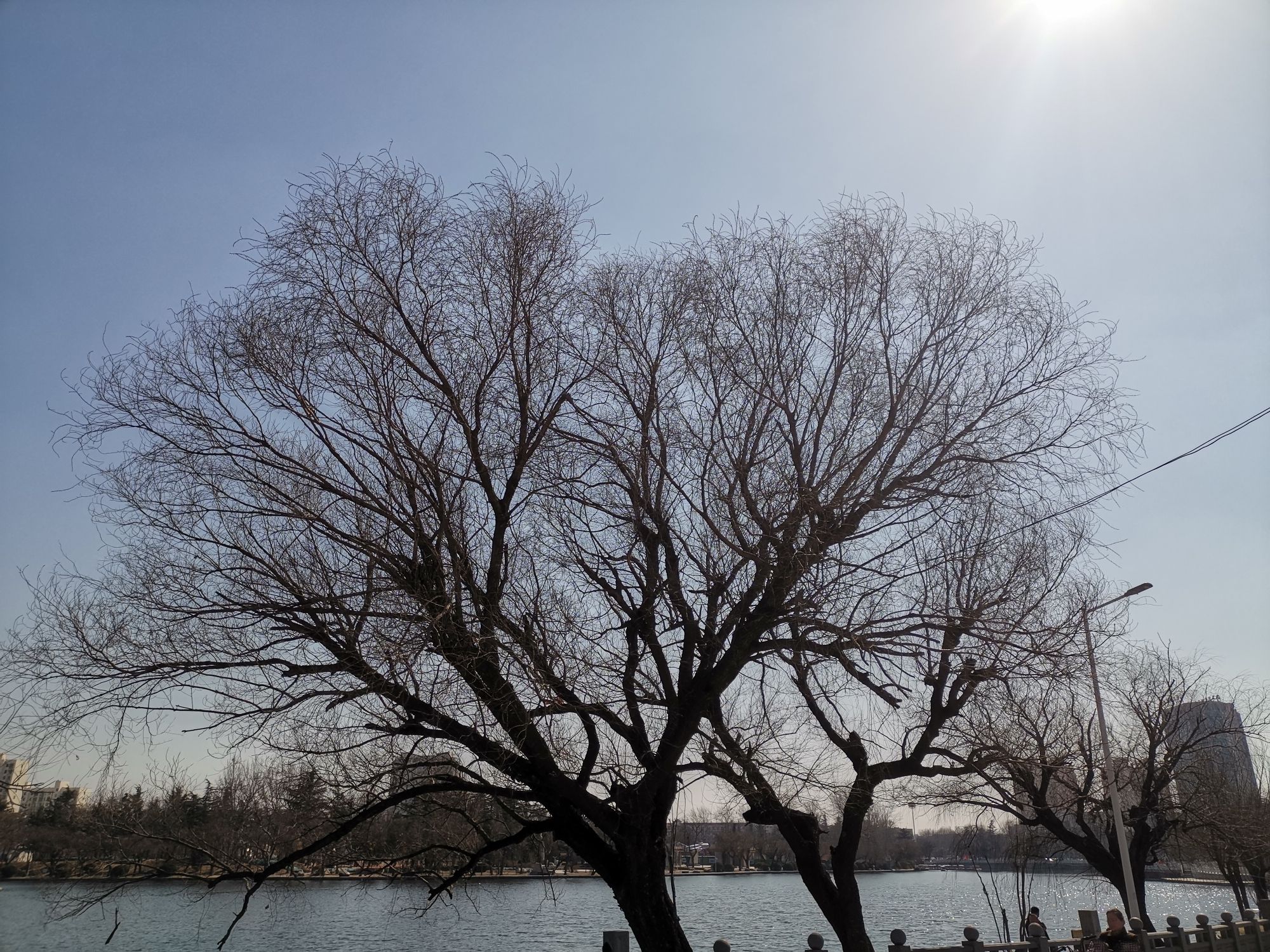 莱西月湖公园旅行图片 2