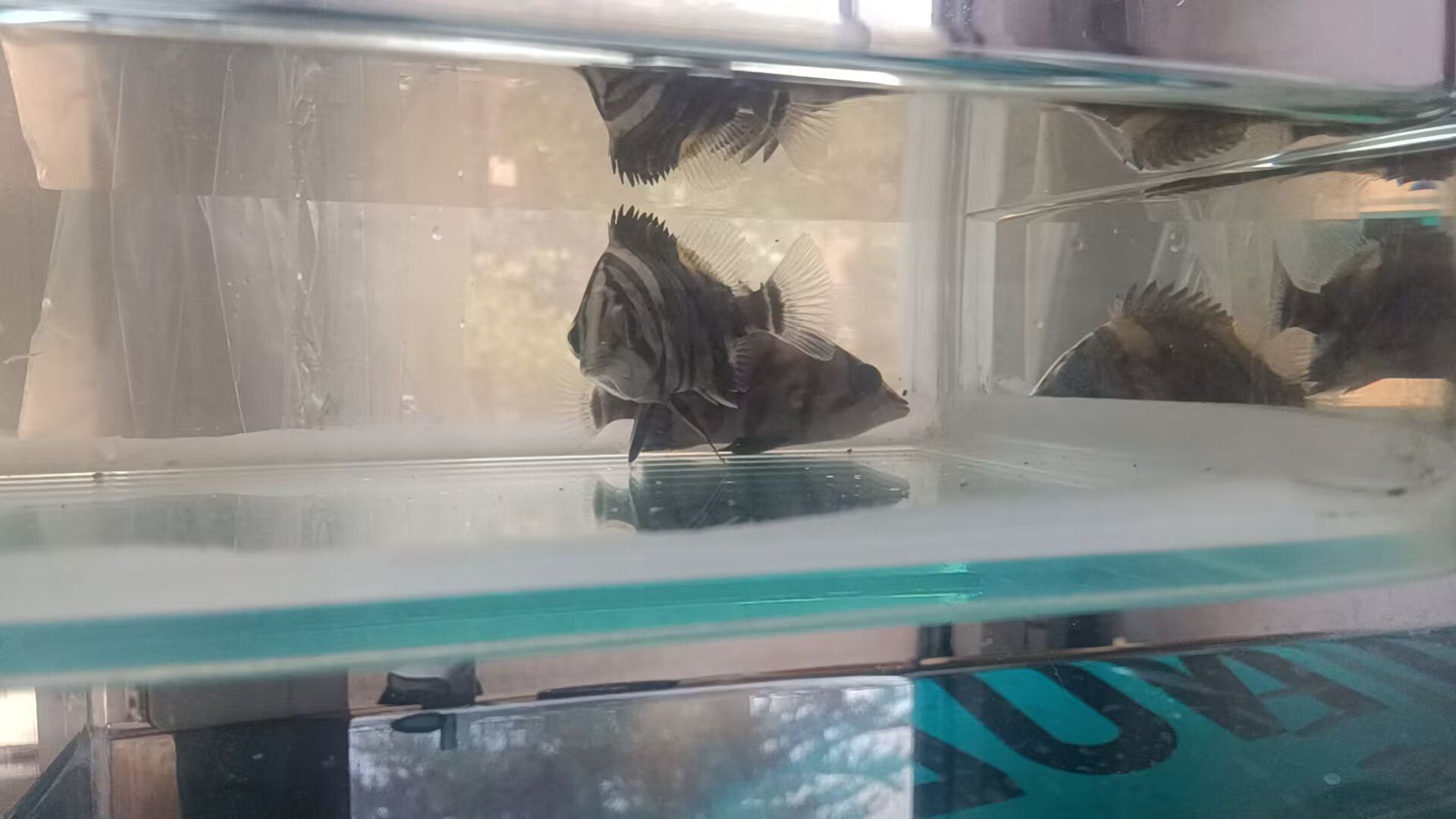 马濠公园旅行图片 3