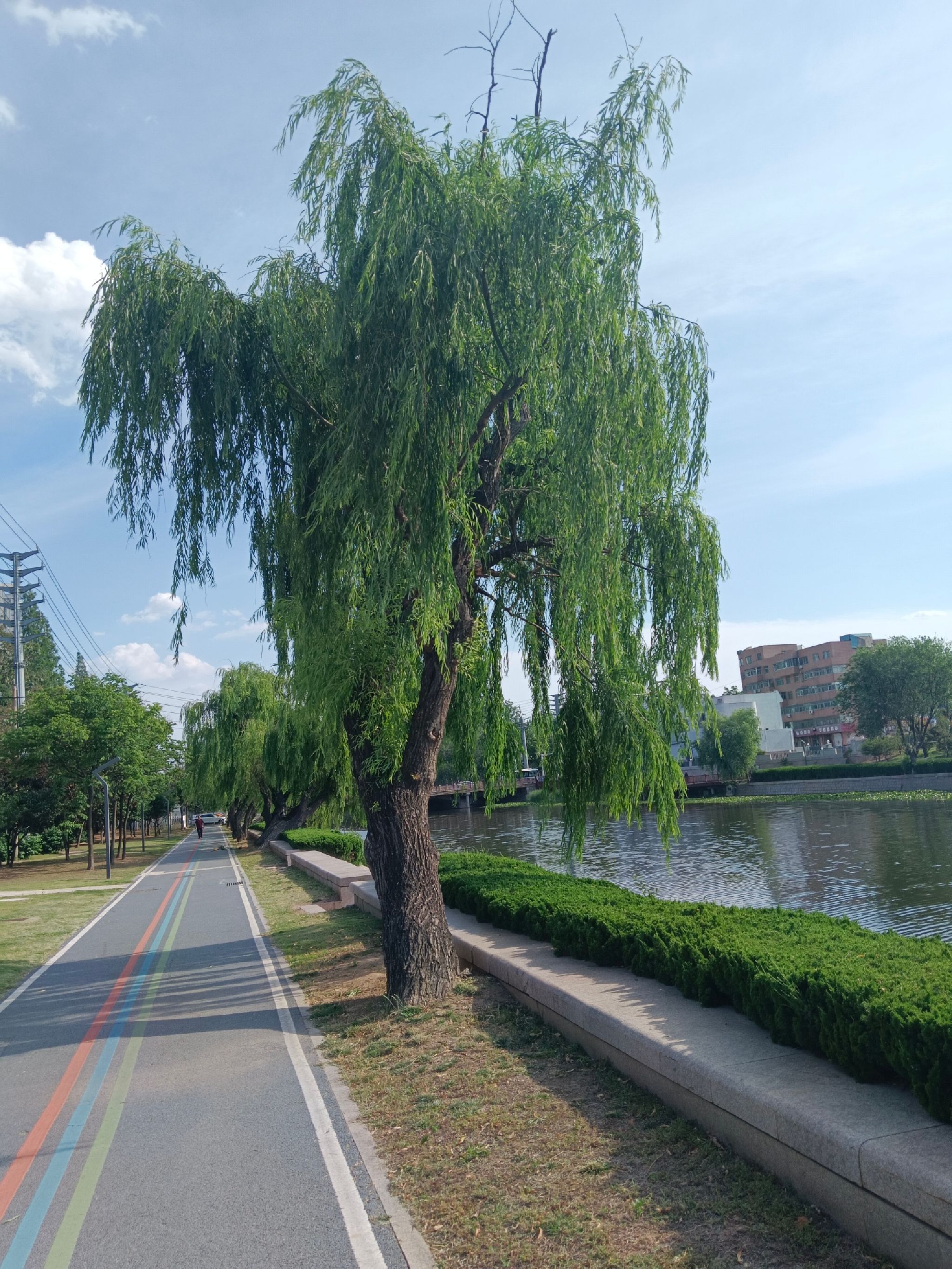 龙泉河公园旅行图片 1