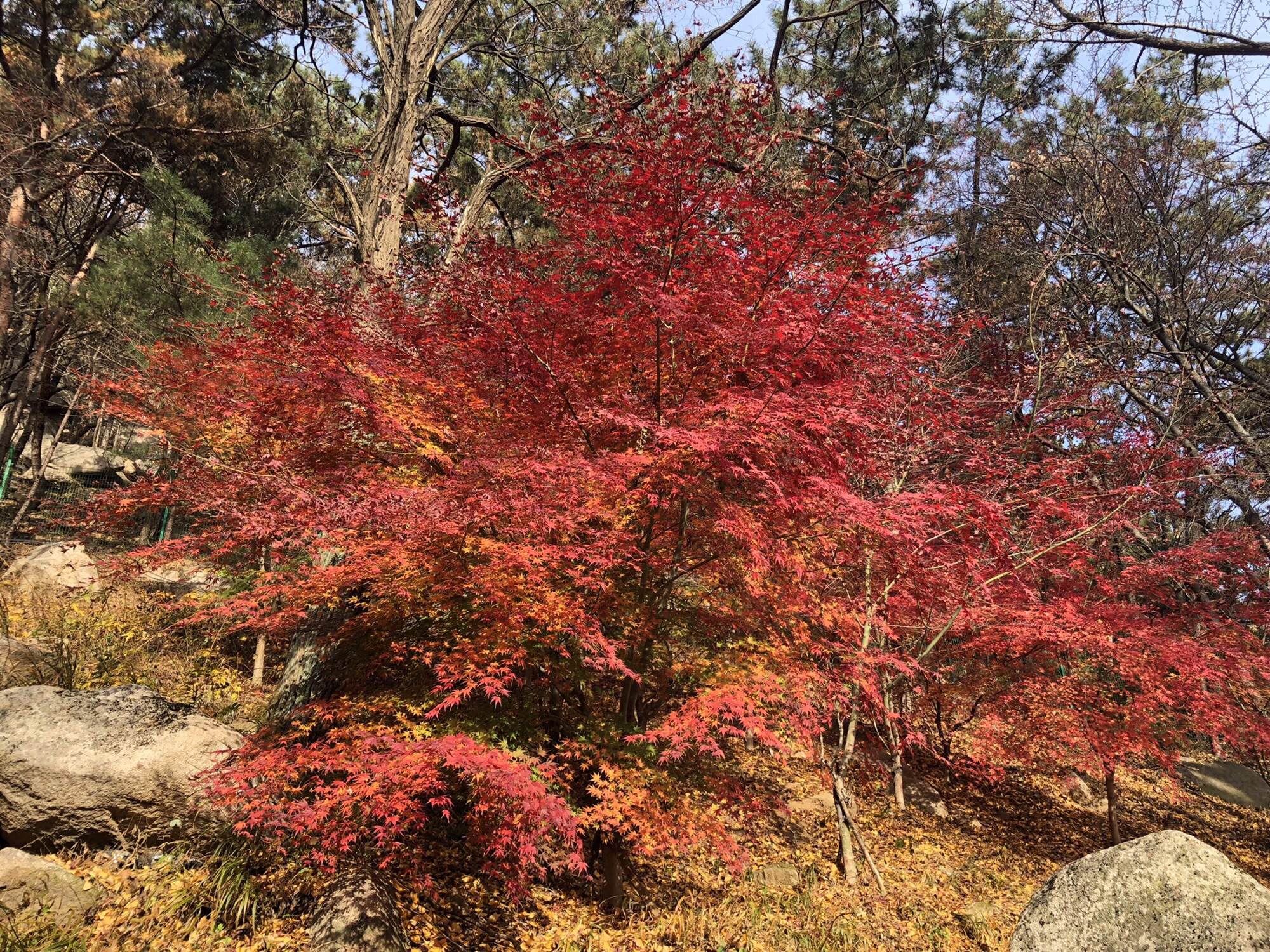 崂山风景区旅行图片 2