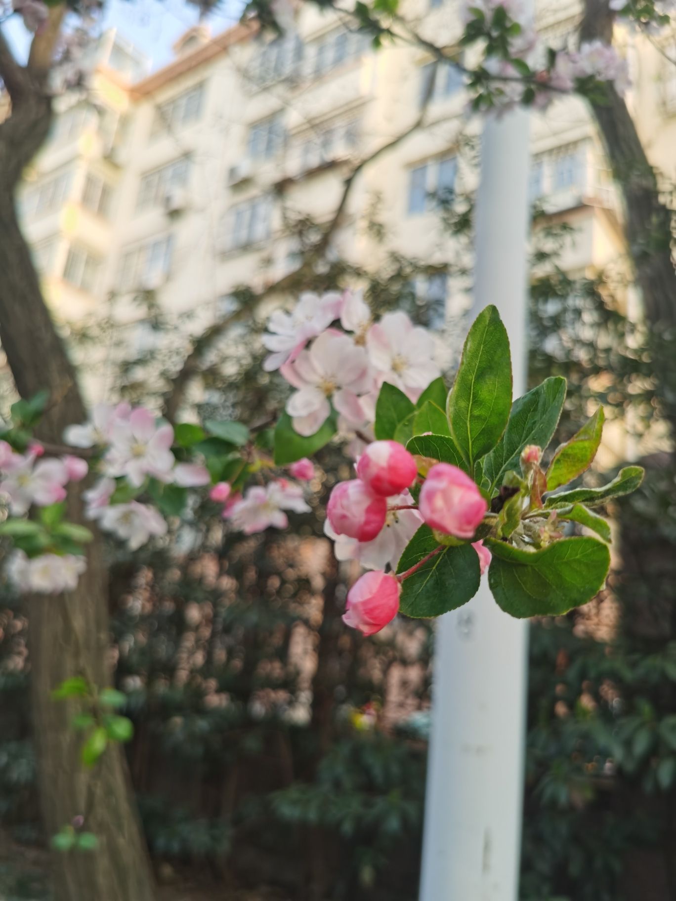 李沧文化公园旅行图片 2