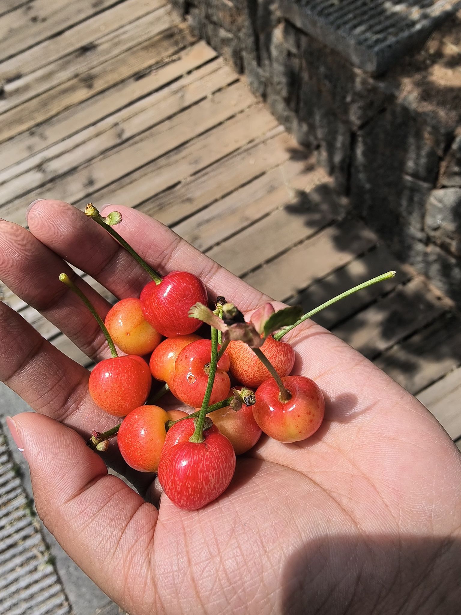 百果山森林公园旅行图片 1