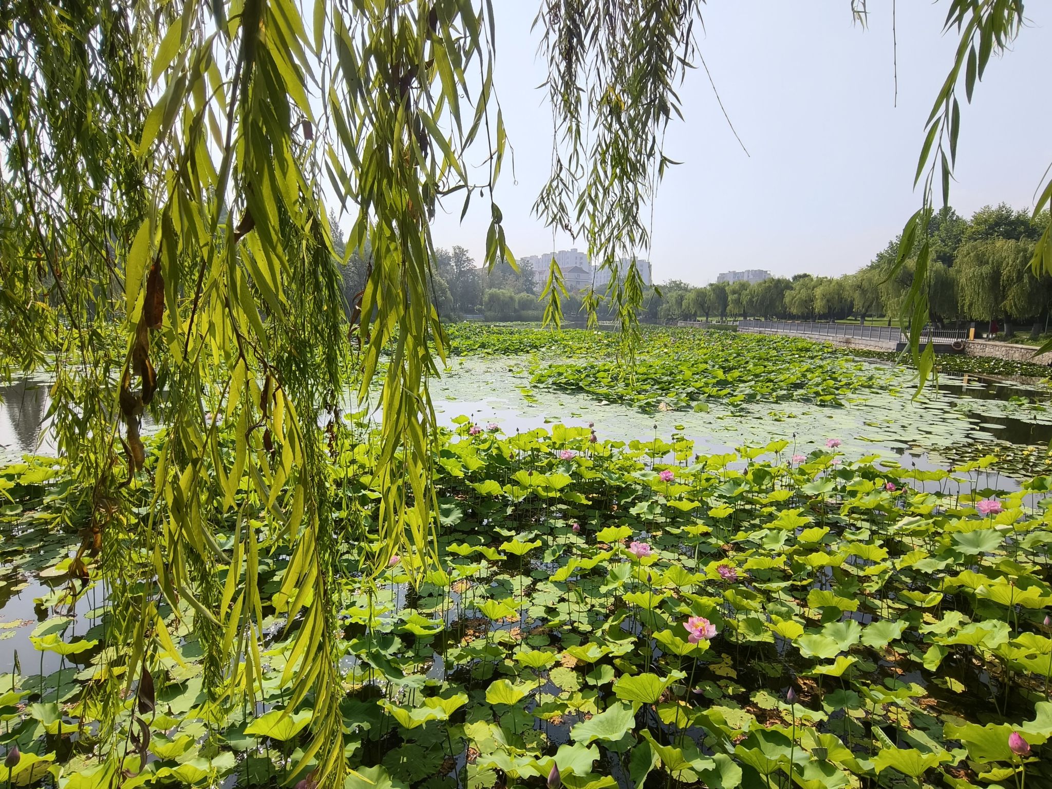 观海阁旅行图片 3