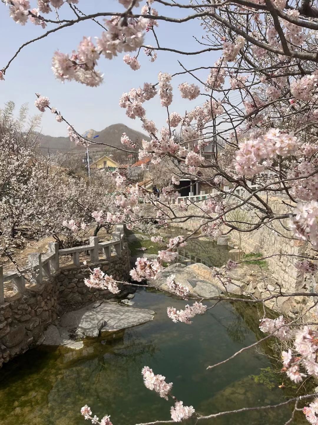 杨家山里旅行图片 3
