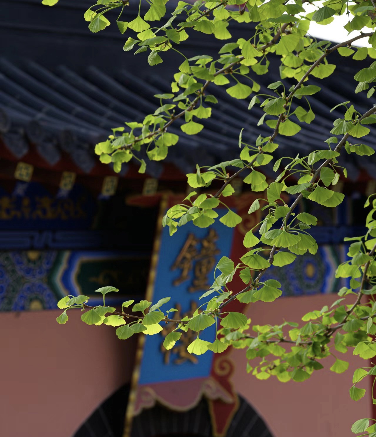 小龙山旅行图片 1