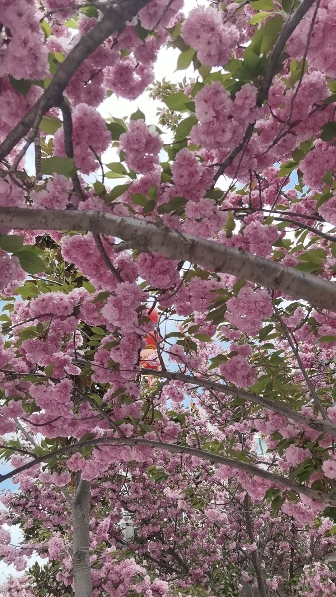 祥和广场旅行图片 3