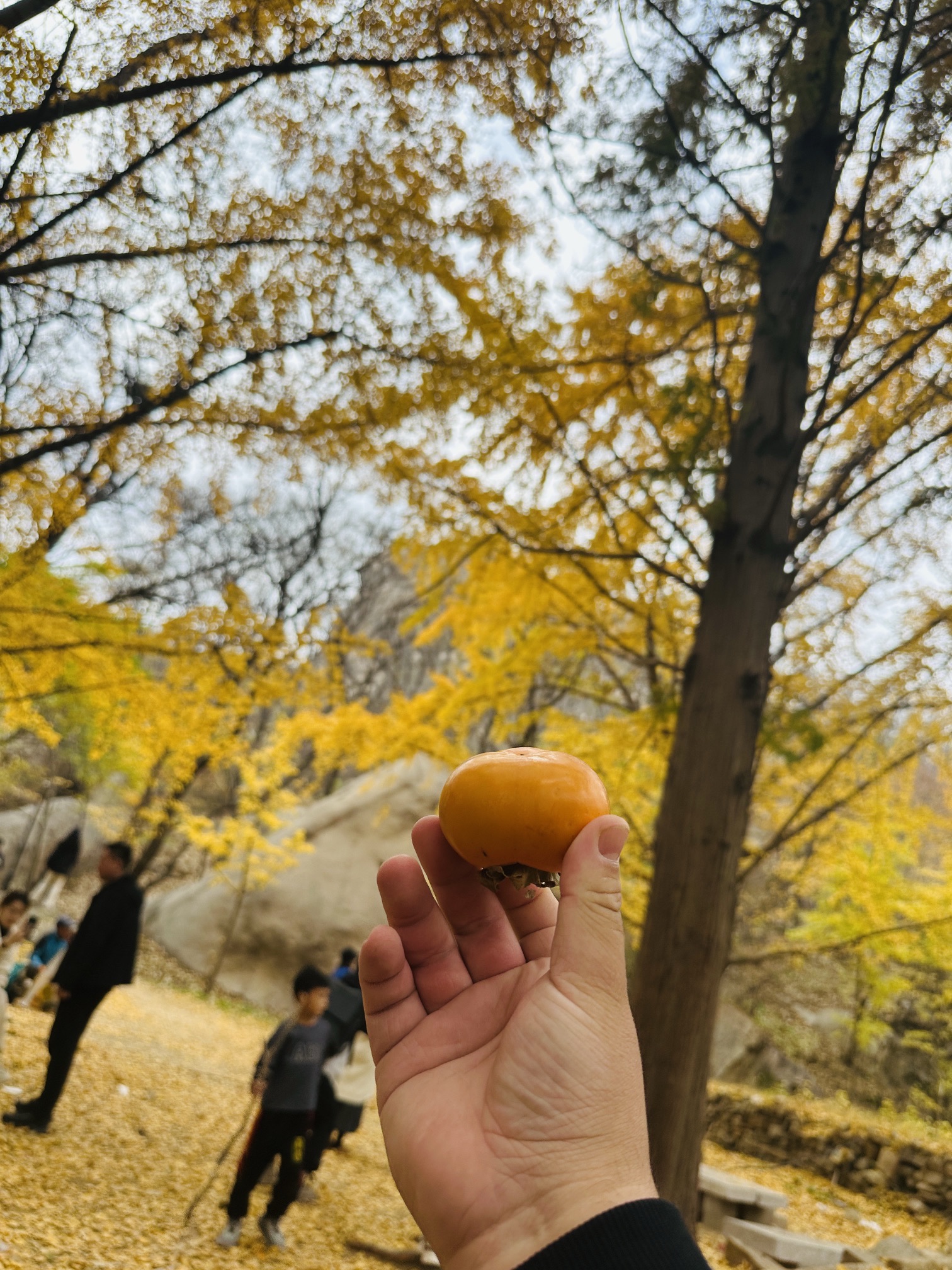 大泽叠翠旅行图片 1