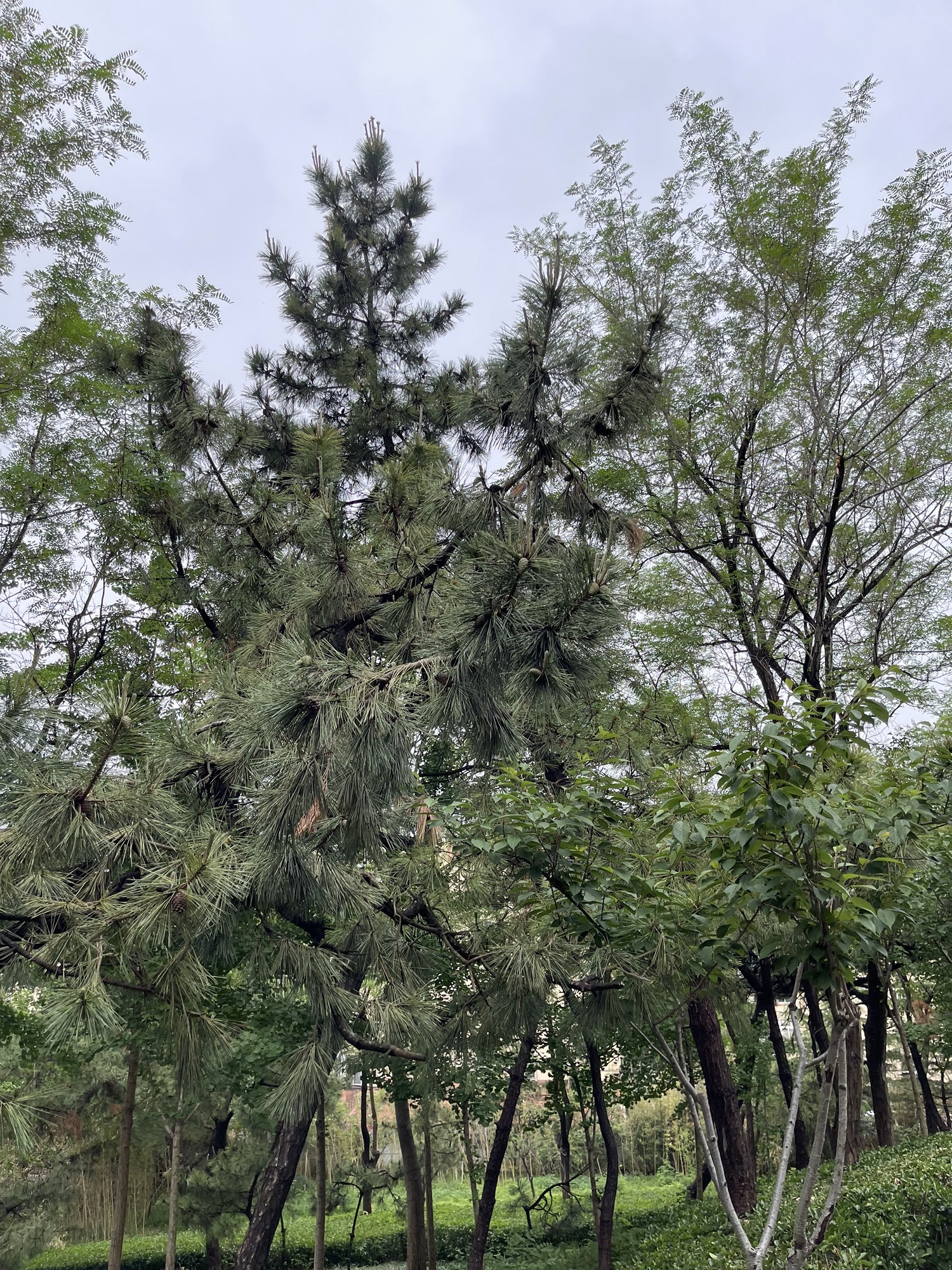 东南山公园旅行图片 3