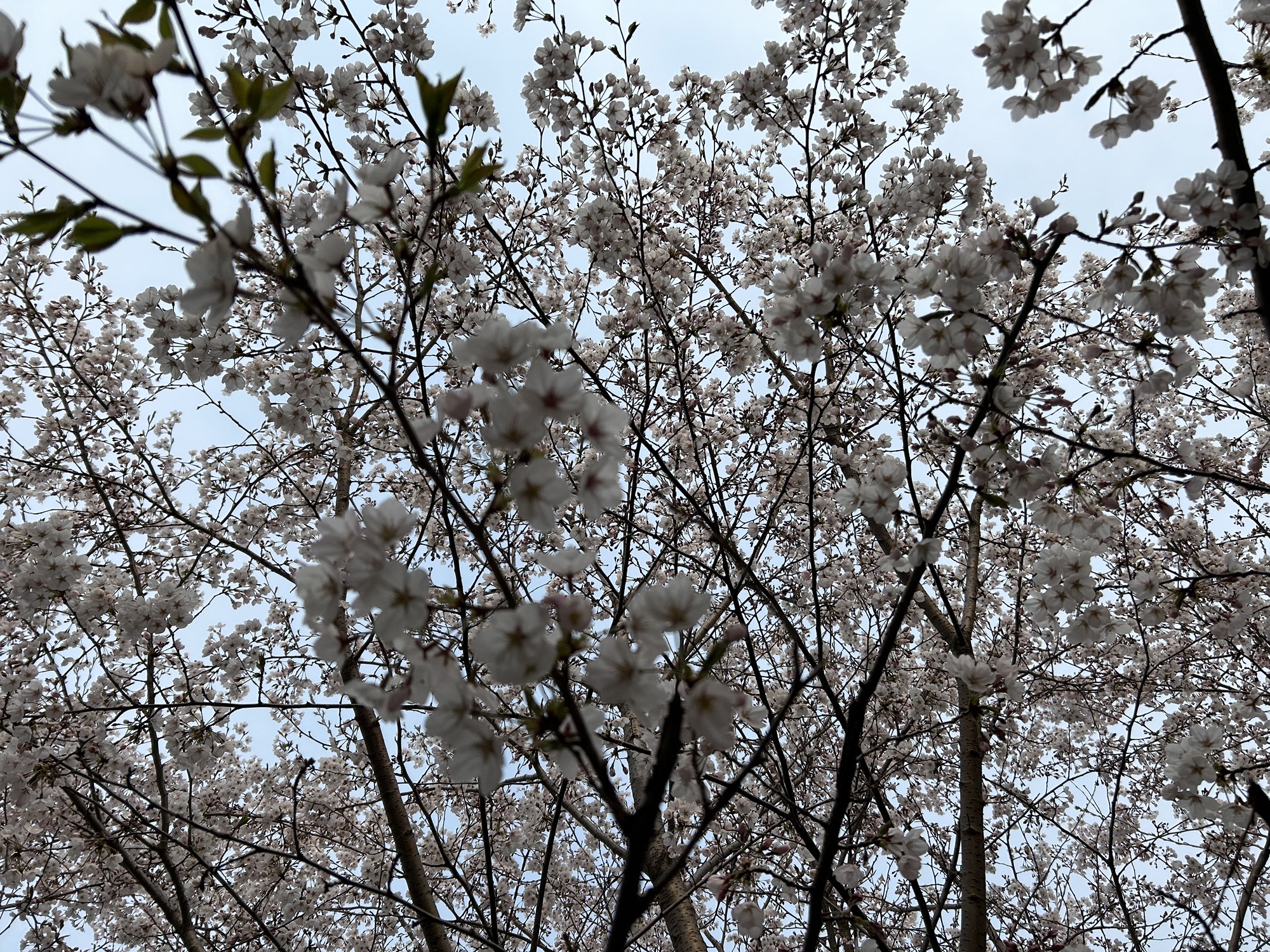 青岛太平角公园旅行图片 2