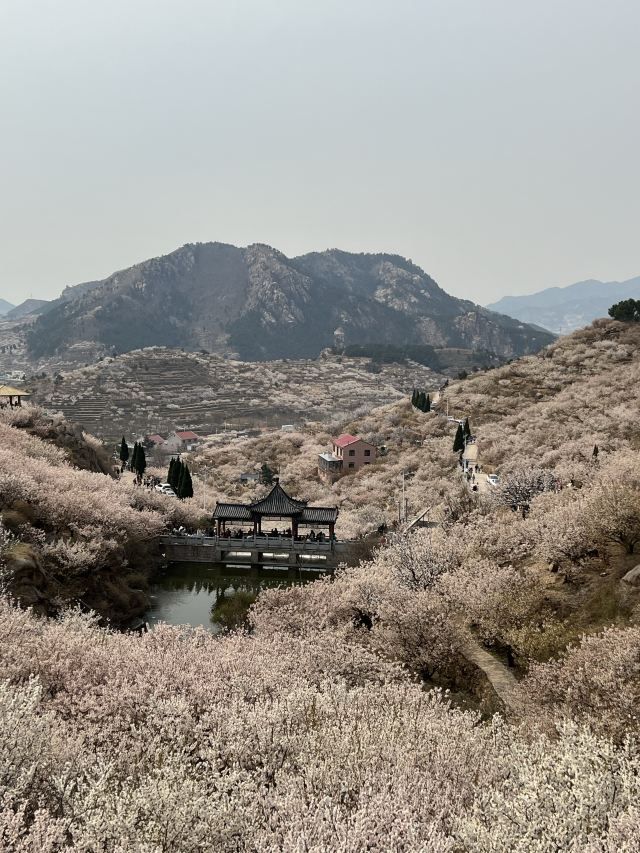 崂山大崂樱桃谷旅行图片 3