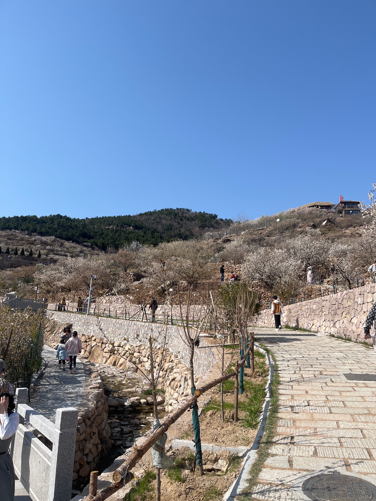 崂山大崂樱桃谷旅行图片 2