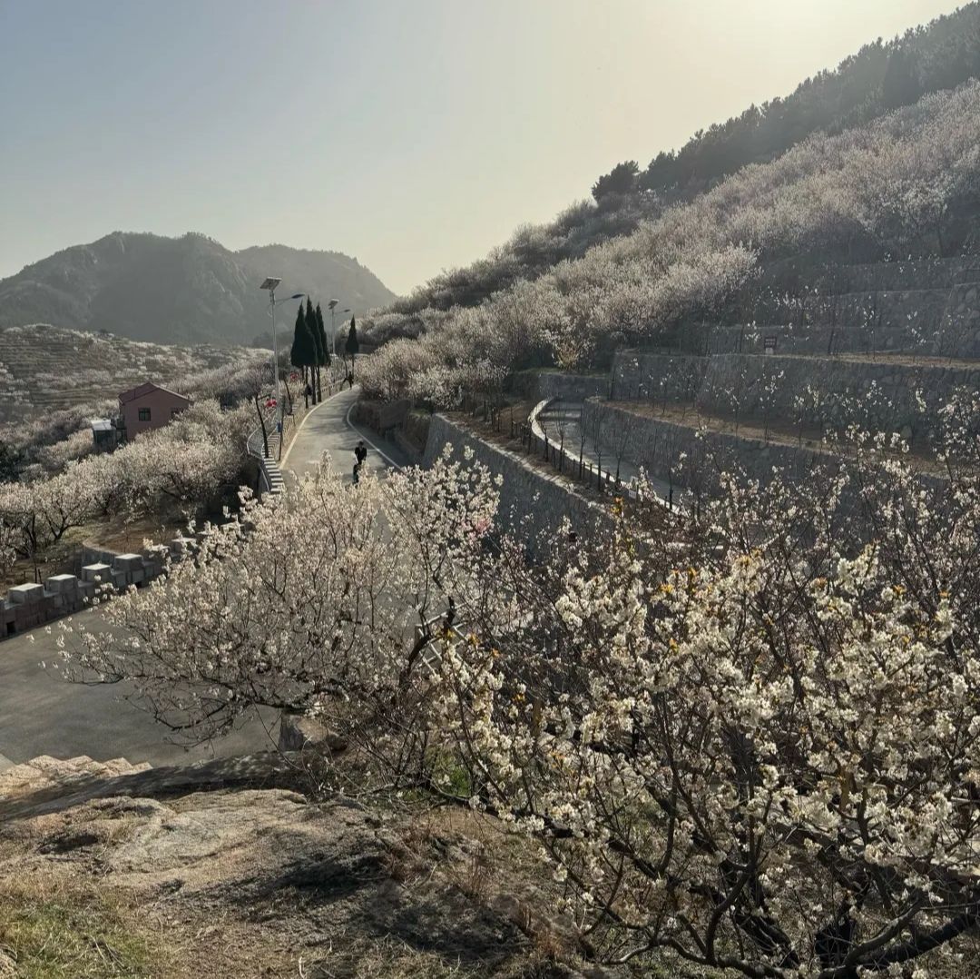 崂山大崂樱桃谷旅行图片 2
