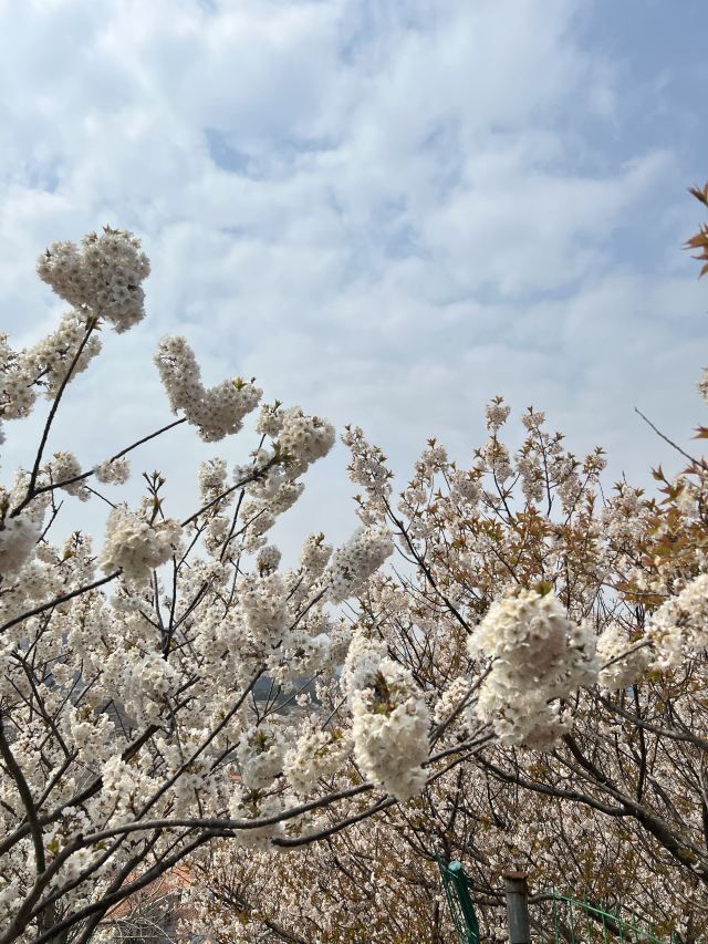 崂山大崂樱桃谷旅行图片 2