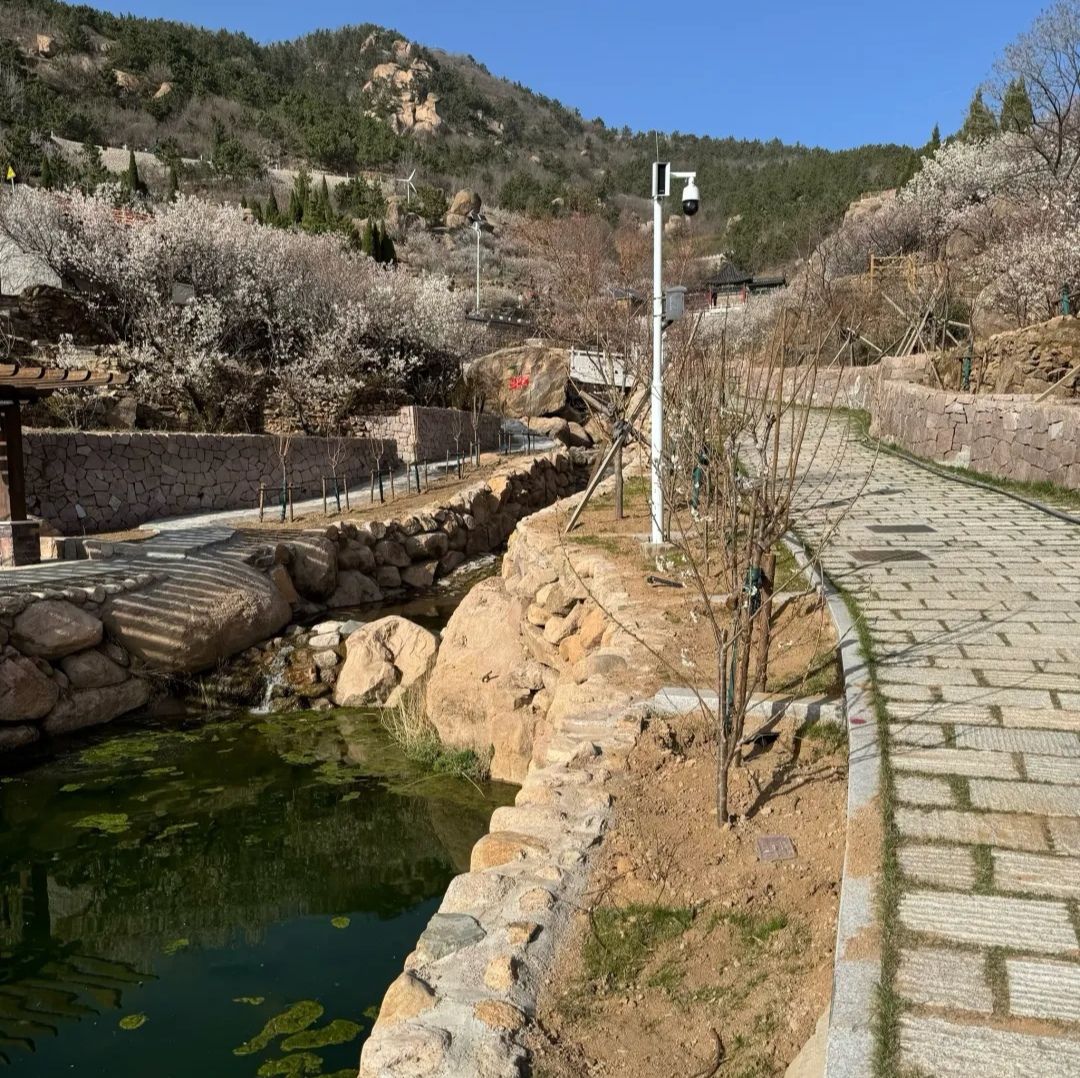 崂山大崂樱桃谷旅行图片 3