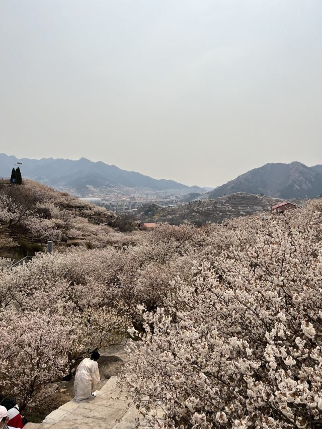 崂山大崂樱桃谷旅行图片