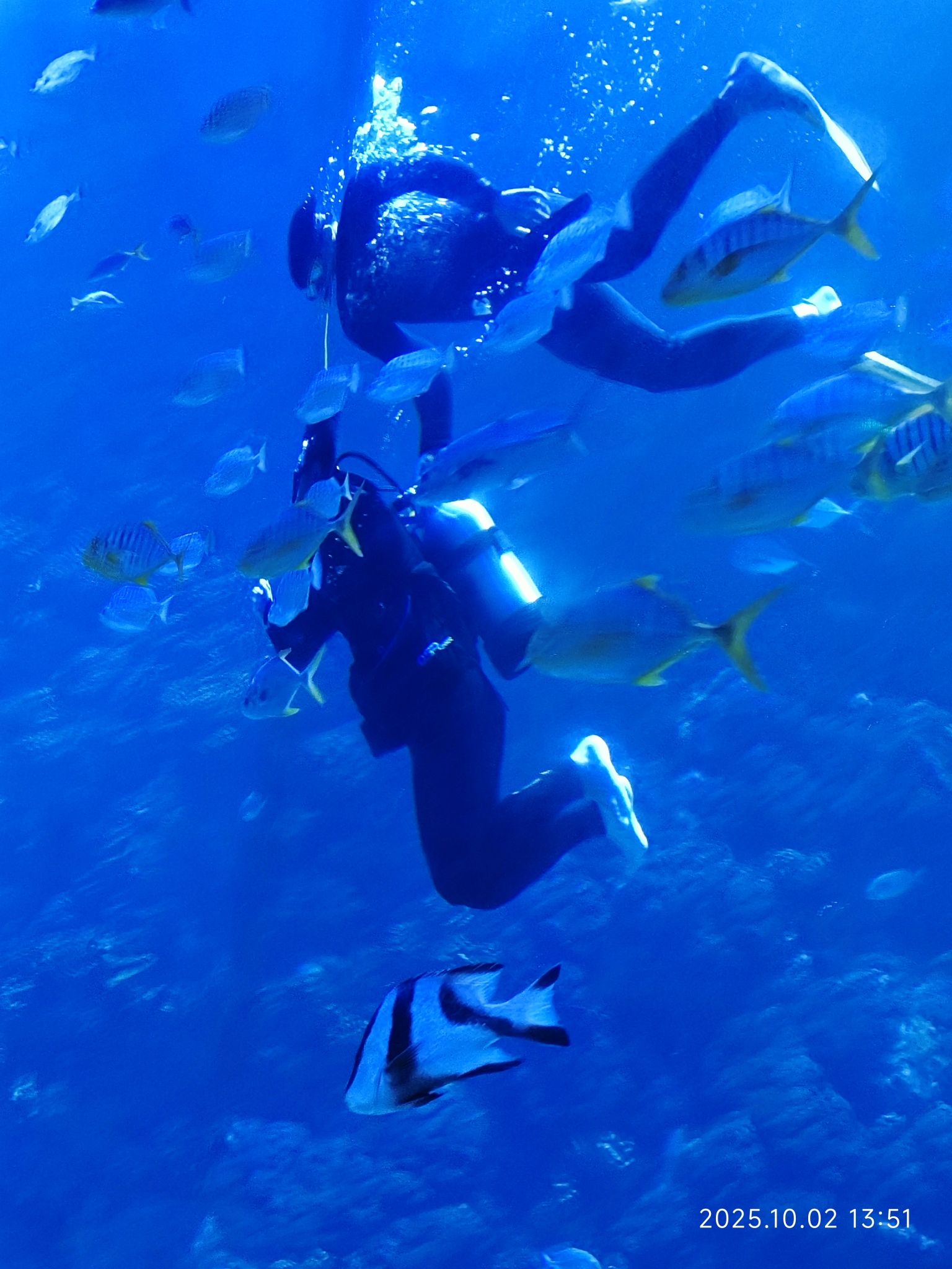 海合安·青岛极地海洋公园旅行图片 2
