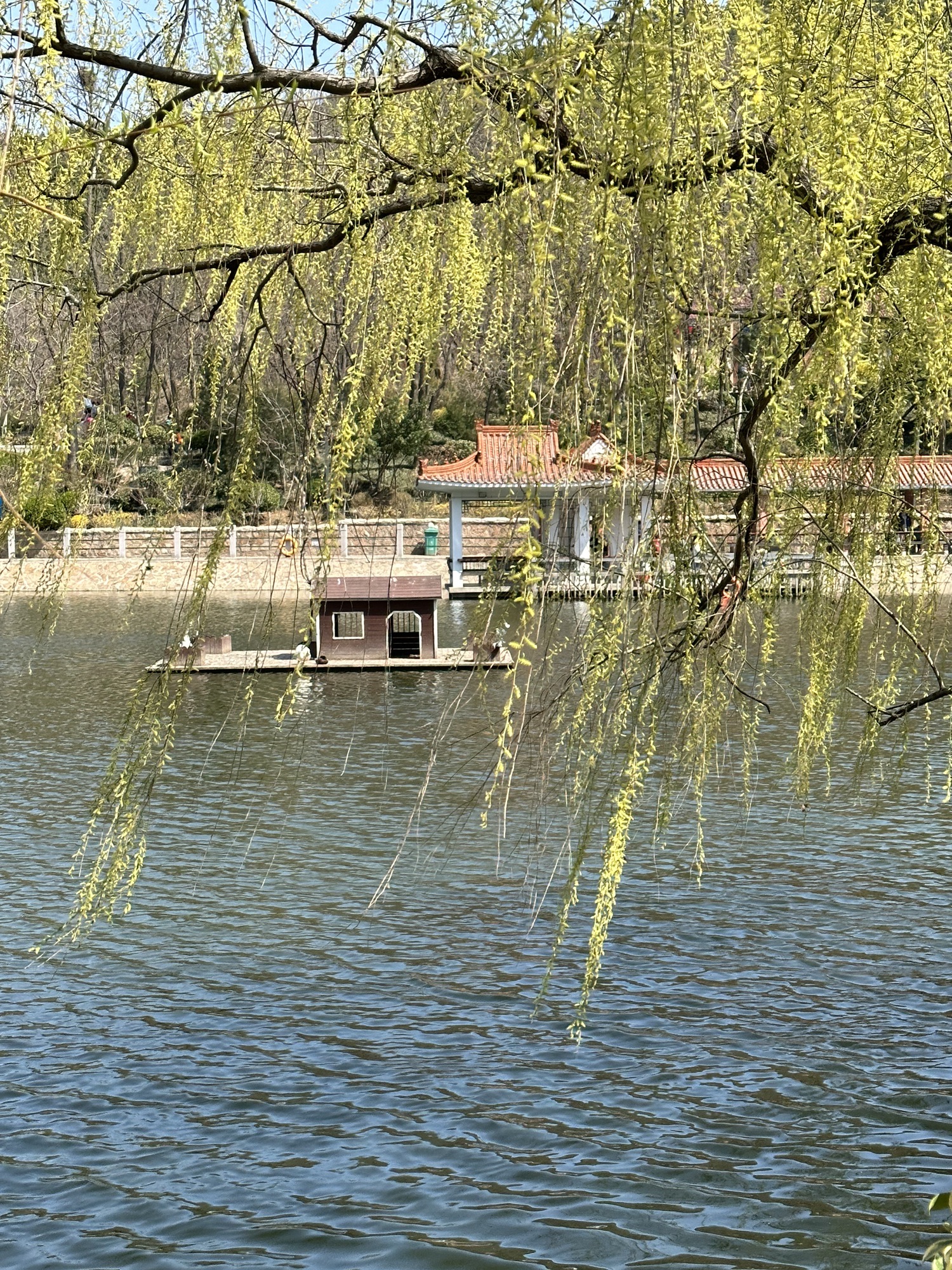 青岛北岭山森林公园旅行图片 3