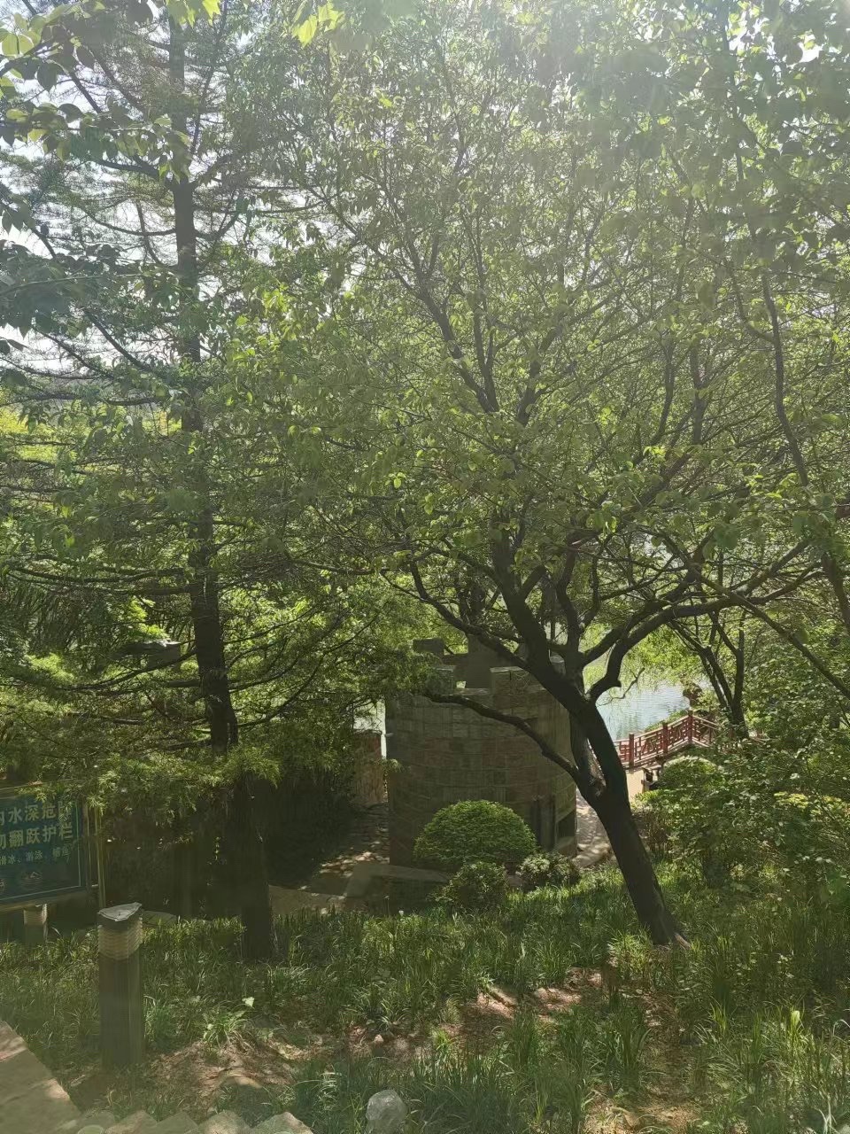 青岛北岭山森林公园旅行图片 1