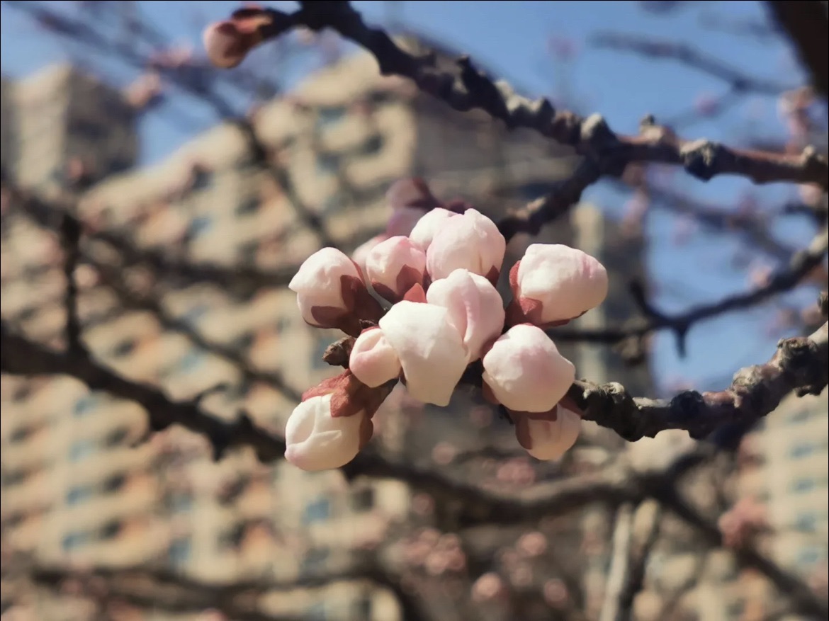 李村河公园旅行图片 3
