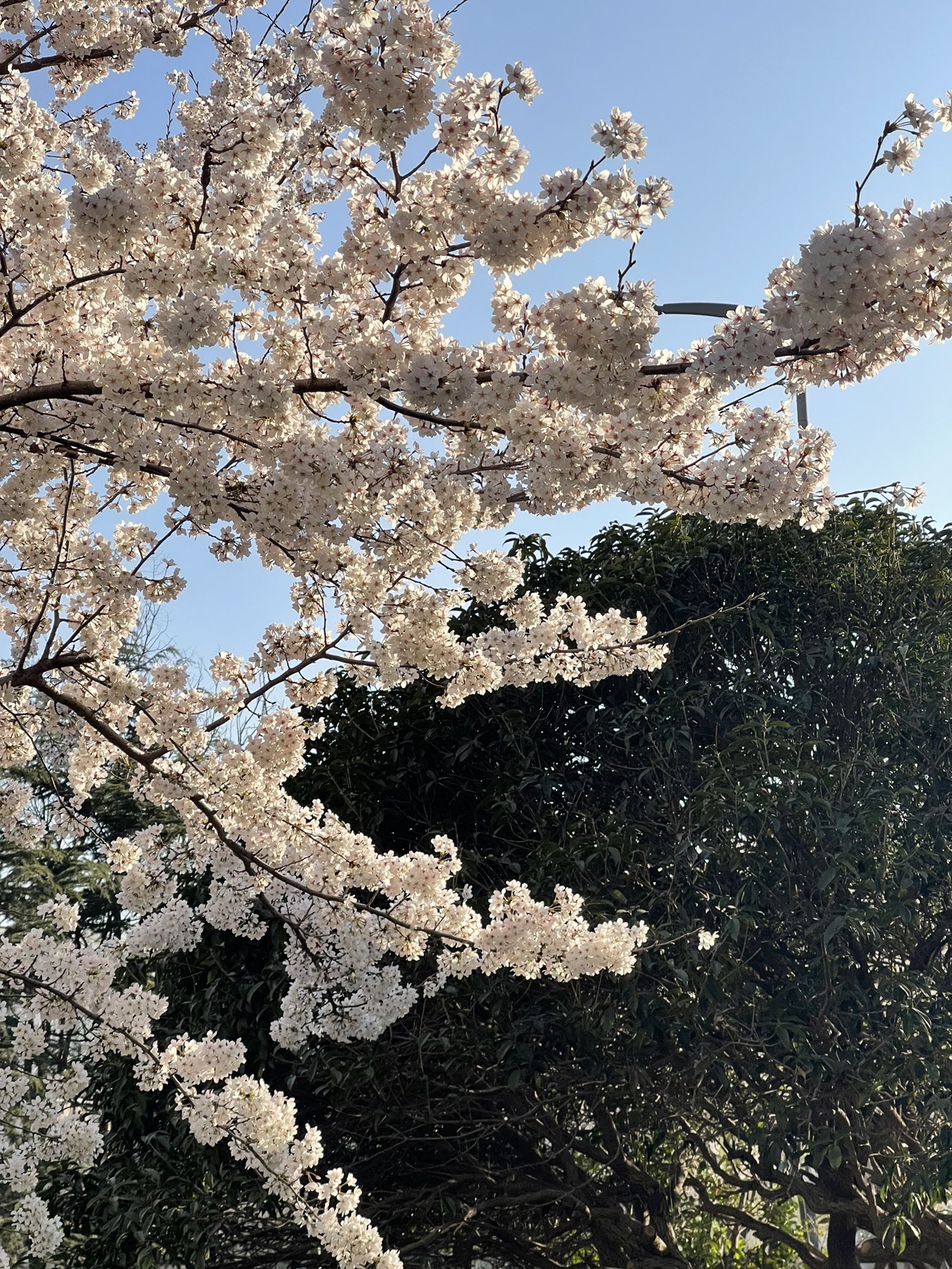 李村河公园旅行图片 2