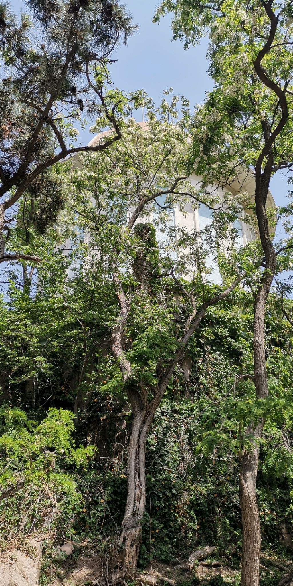伏龙山公园旅行图片 3