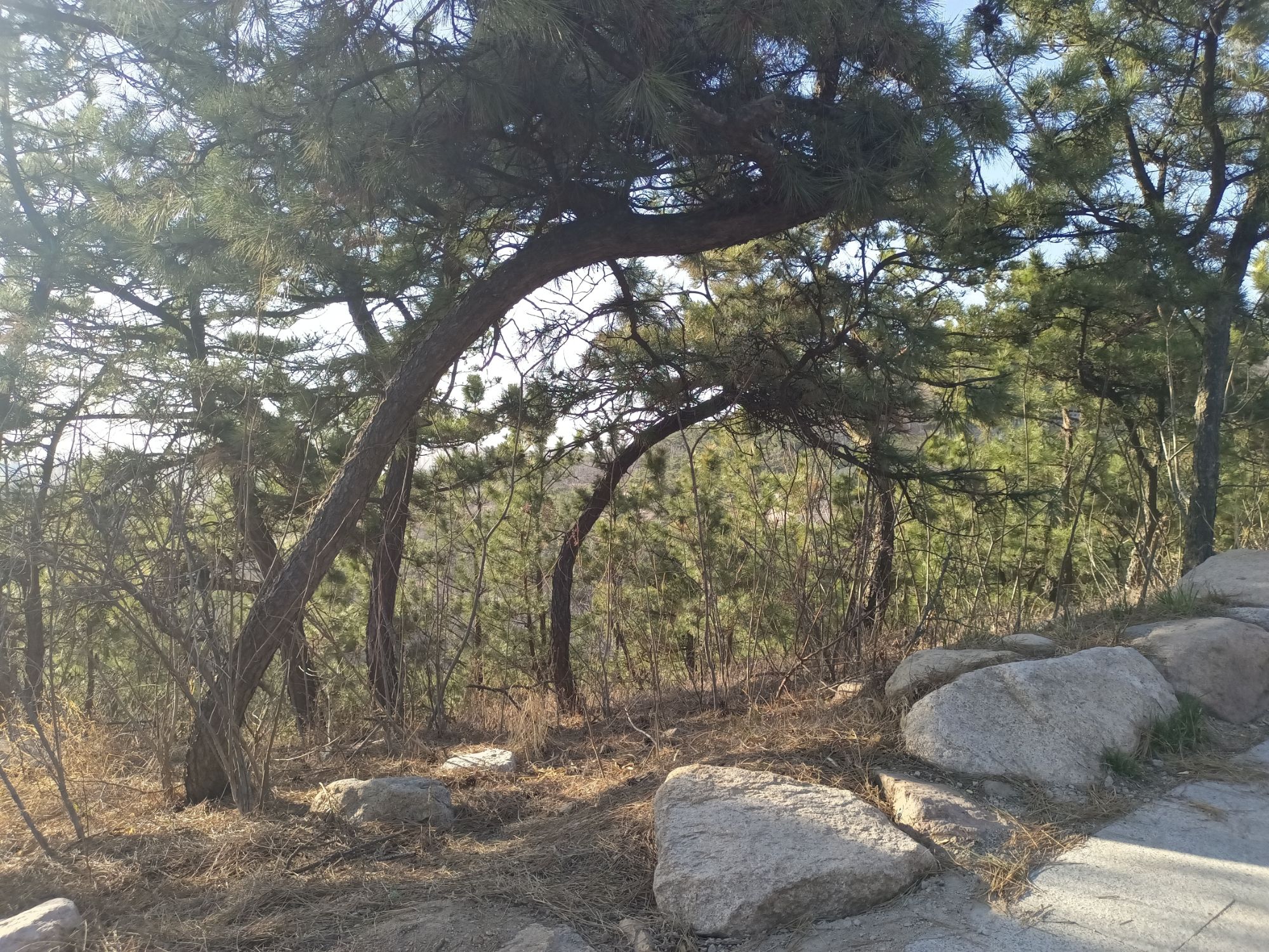 十梅庵公园旅行图片 2