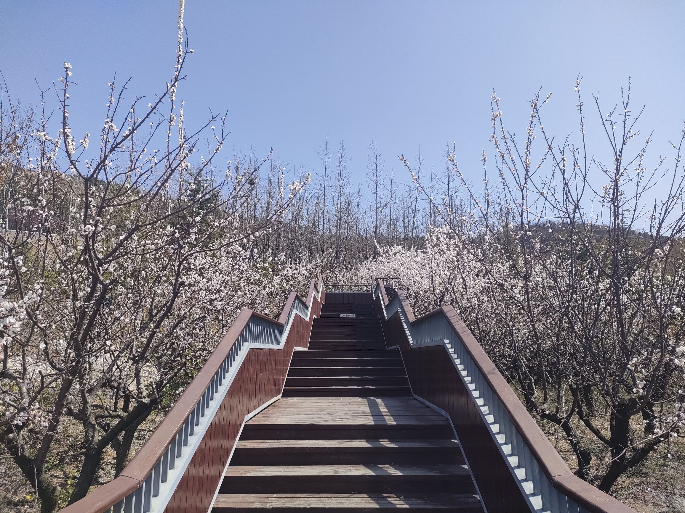 十梅庵公园旅行图片 3