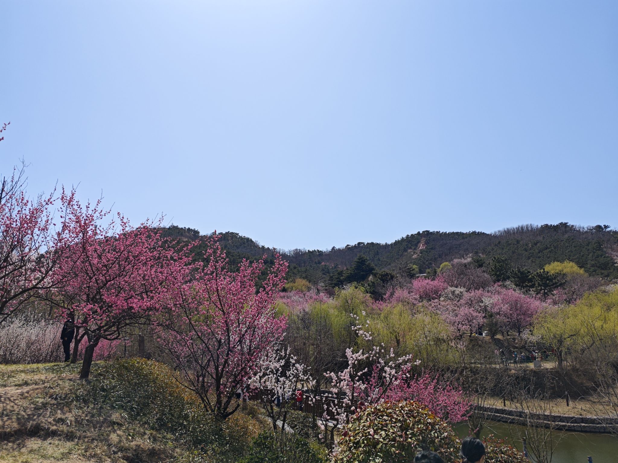 十梅庵公园旅行图片 2