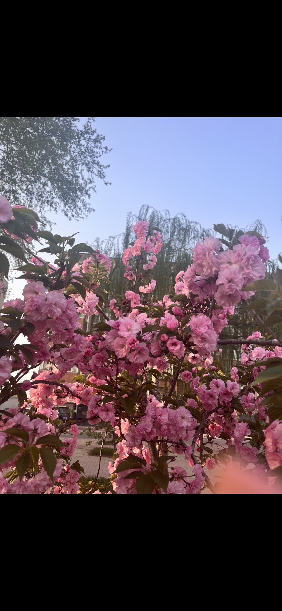 西山公园旅行图片 2