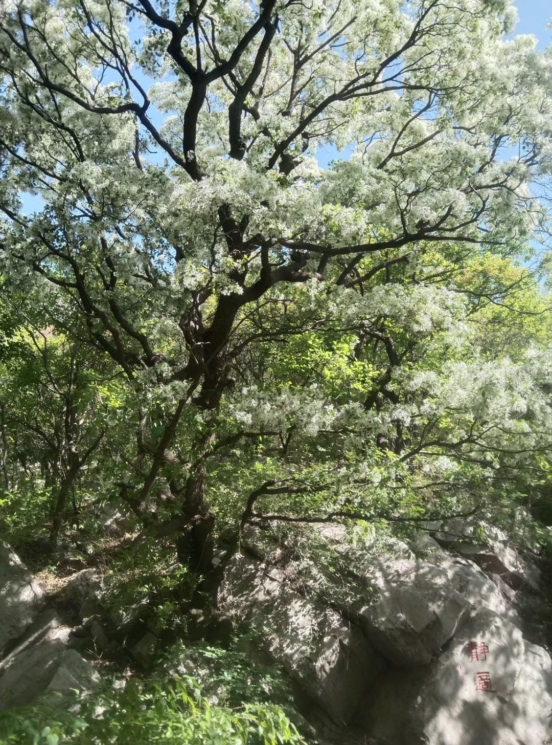 白石洞旅游风景区旅行图片 1