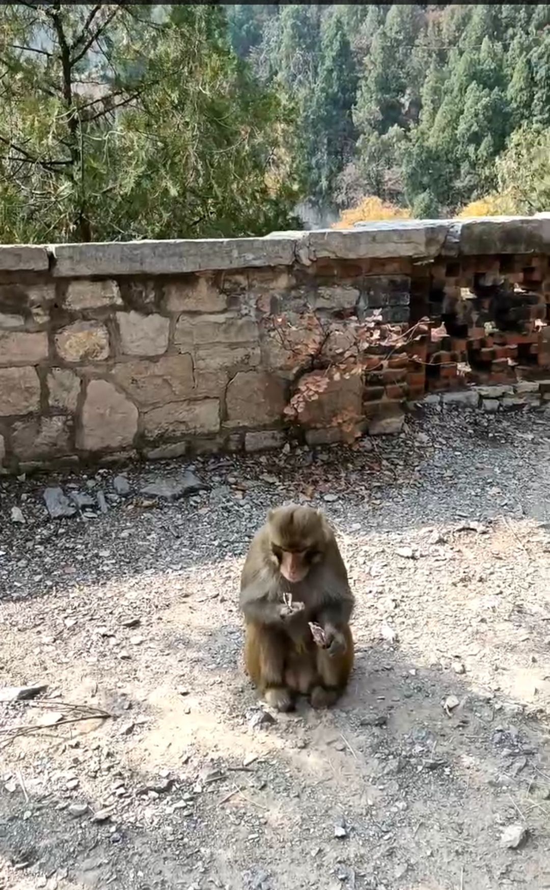 金牛山景区旅行图片 3