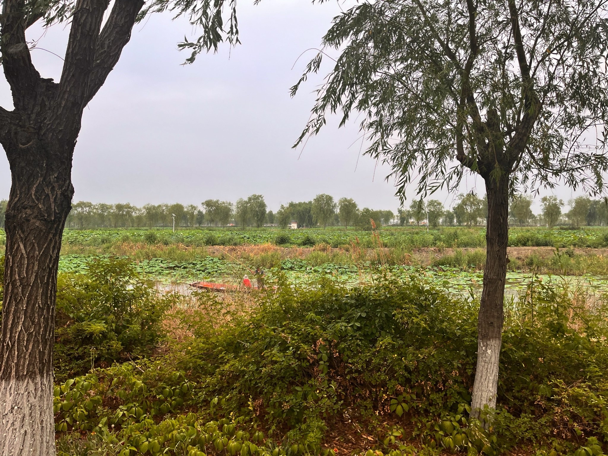 山东文旅马踏湖旅游区旅行图片 1