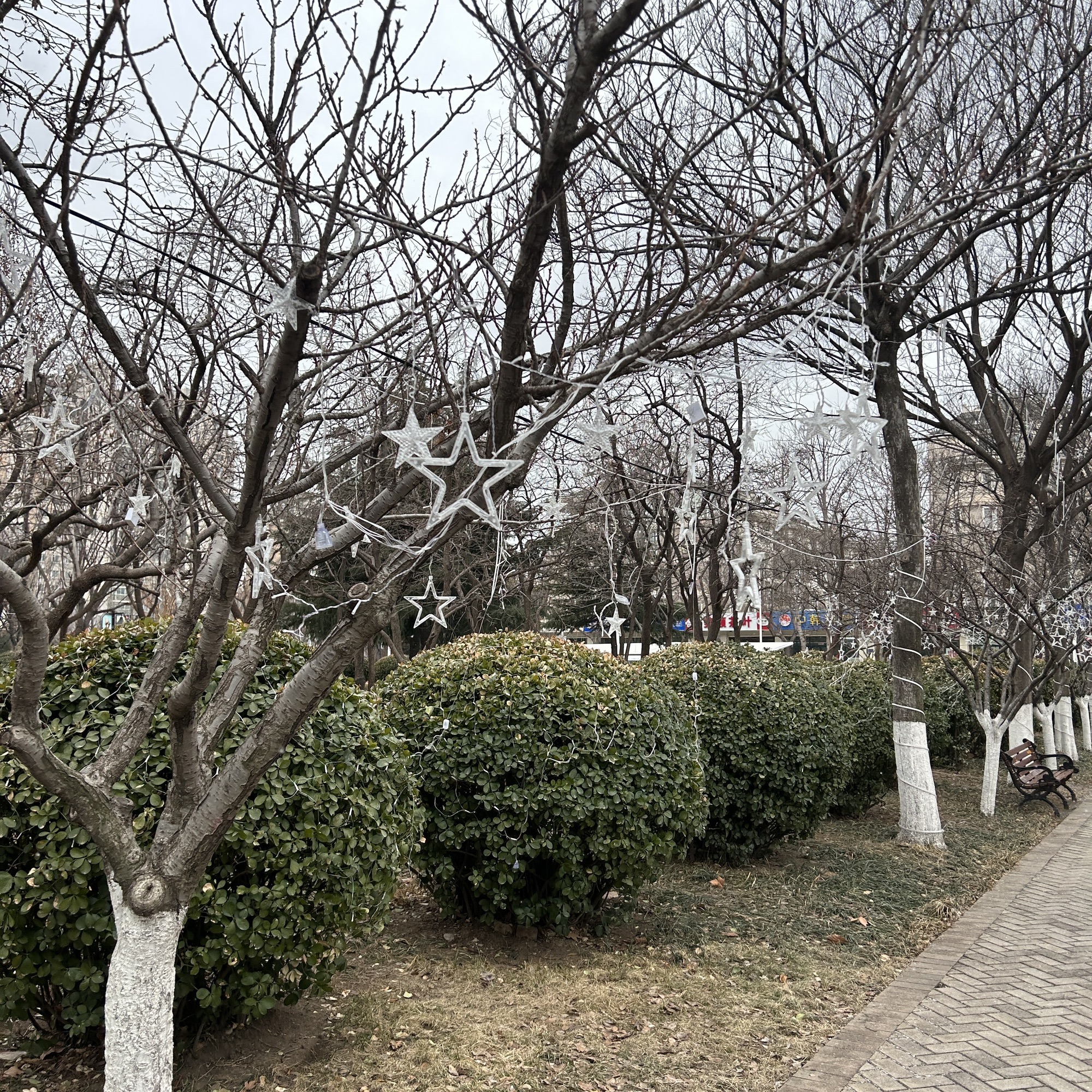 火炬公园旅行图片 2