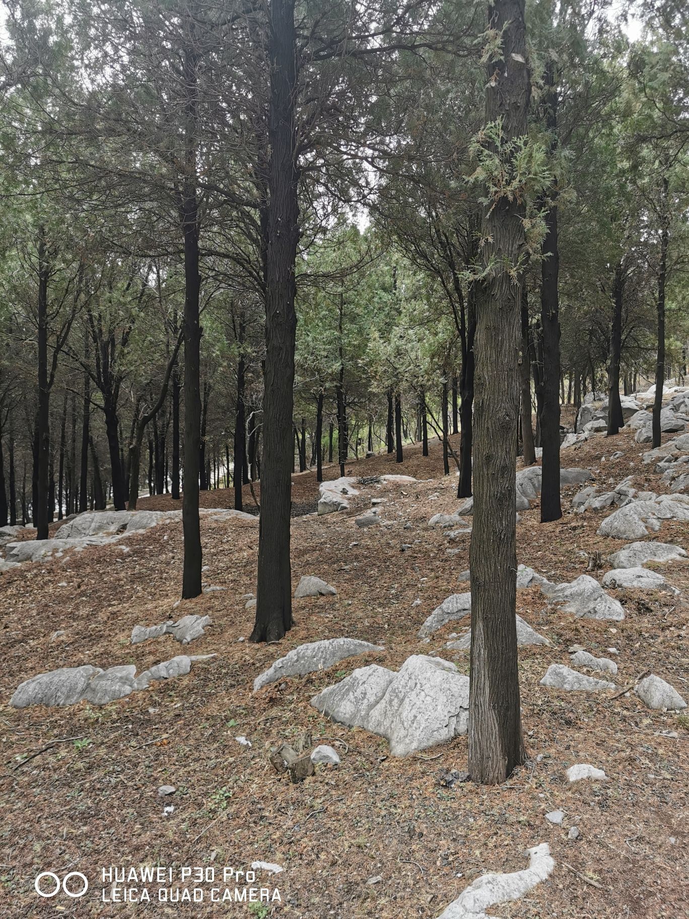 原山国家森林公园旅行图片 1