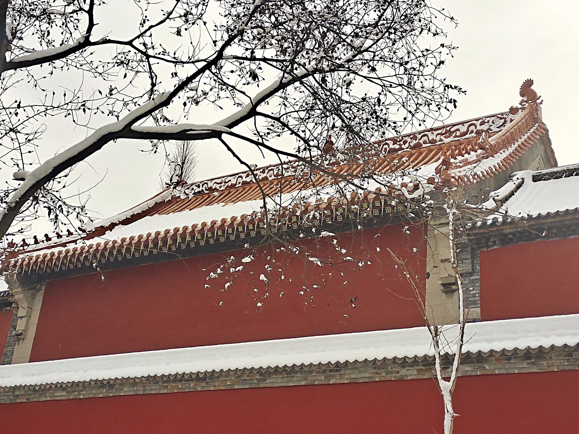 原山国家森林公园旅行图片 1